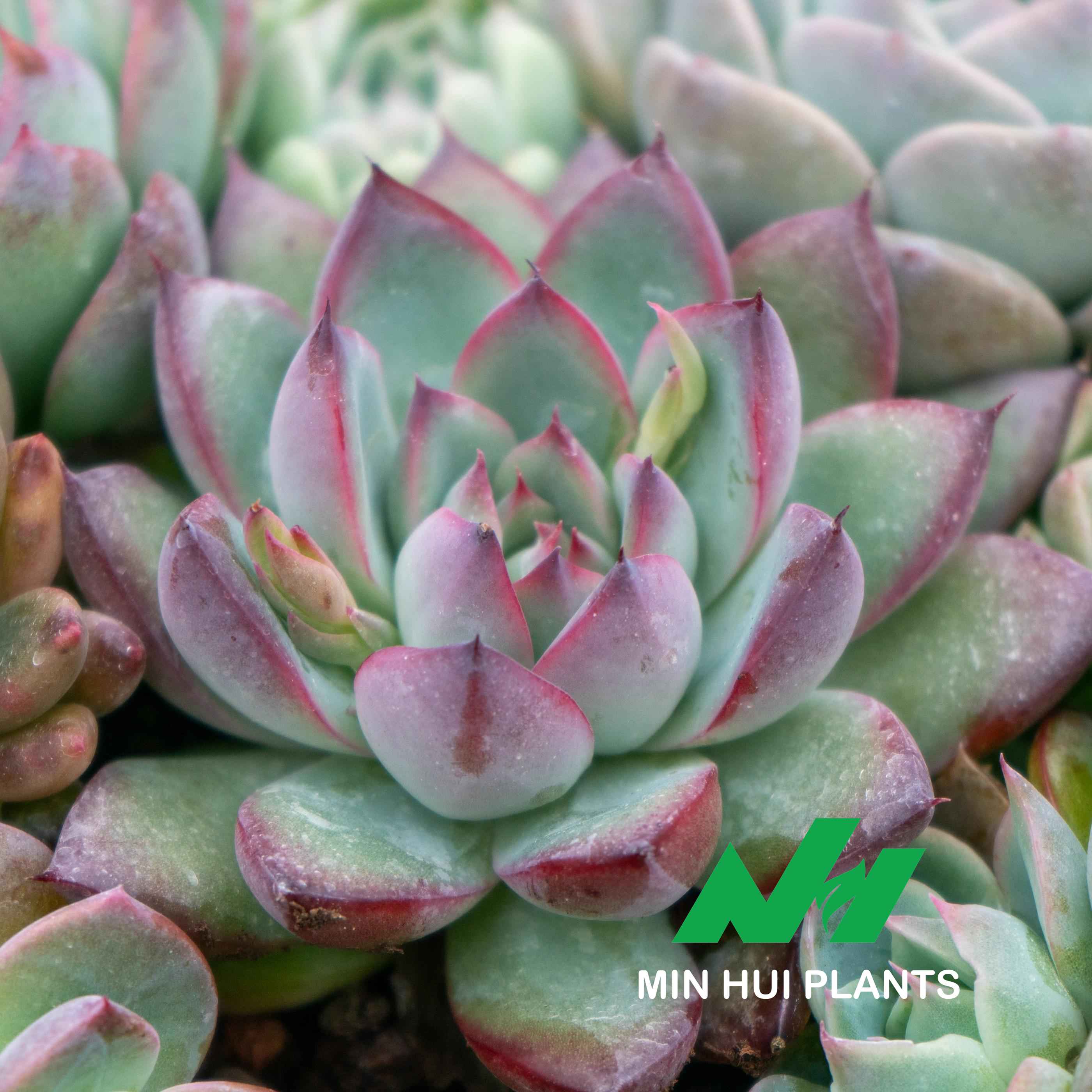 MinHui Plants-Iron Ruby thumbnail 1